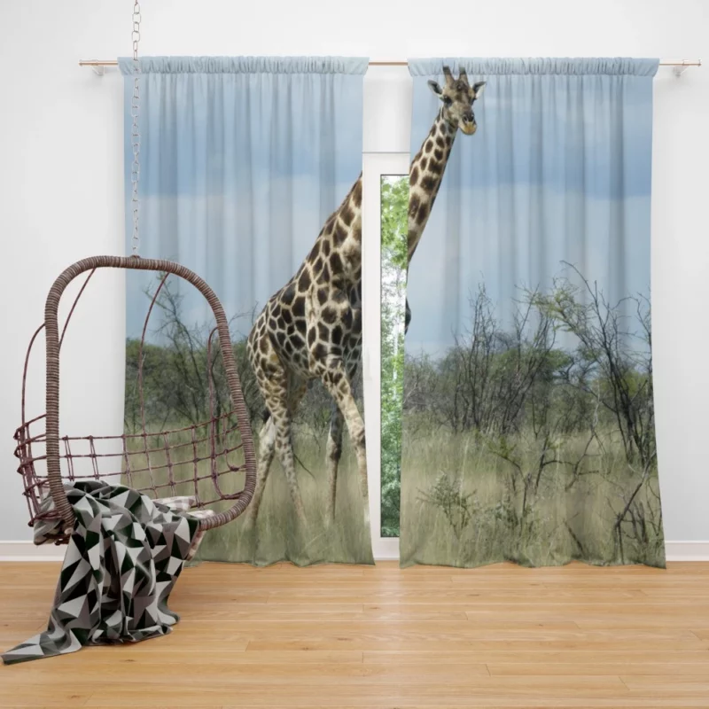 Gentle Giraffe Nature Towering Grace Curtain