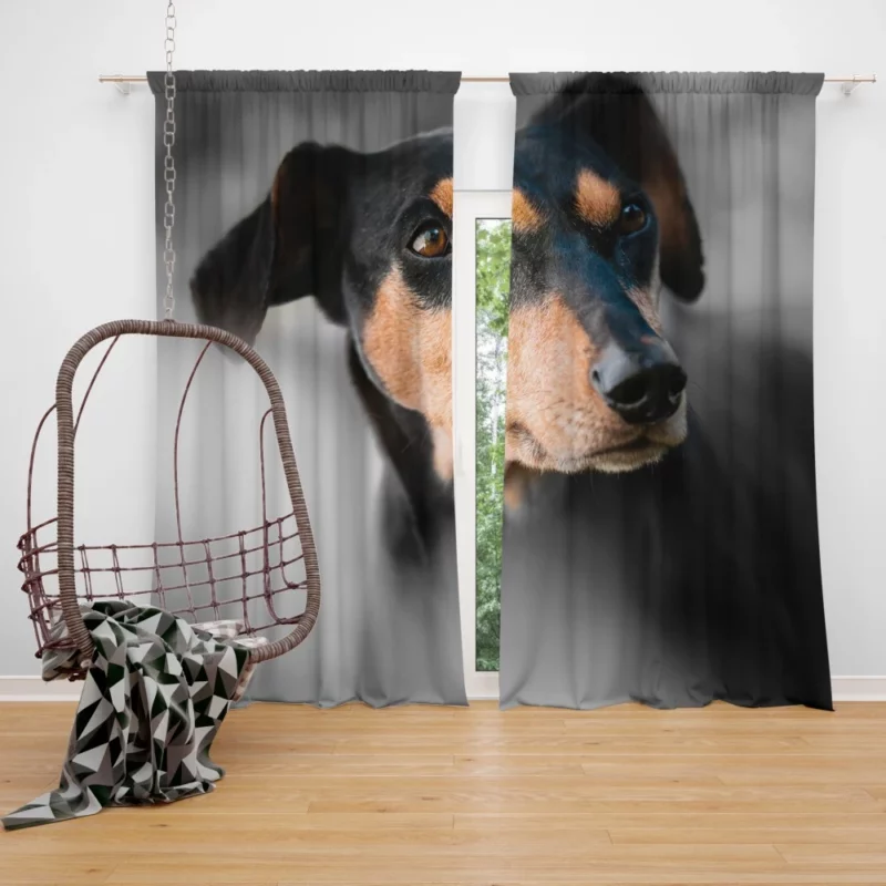 German Pinscher Muzzle in Blur Canine Curiosity Curtain