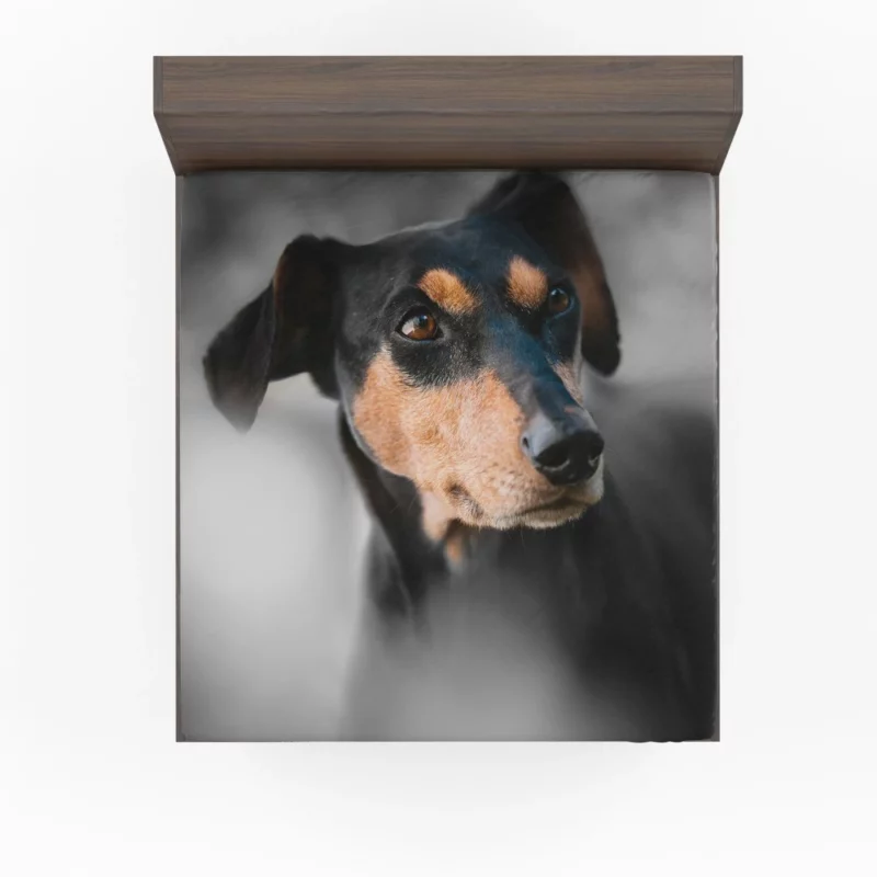 German Pinscher Muzzle in Blur Canine Curiosity Fitted Sheet 1