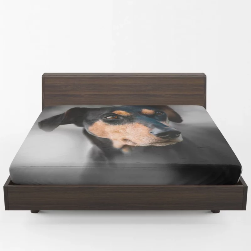 German Pinscher Muzzle in Blur Canine Curiosity Fitted Sheet