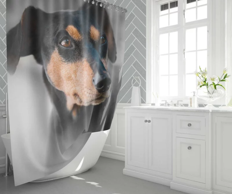 German Pinscher Muzzle in Blur Canine Curiosity Shower Curtain 1