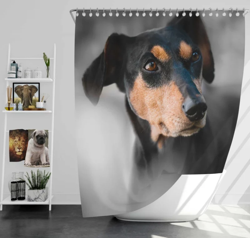 German Pinscher Muzzle in Blur Canine Curiosity Shower Curtain