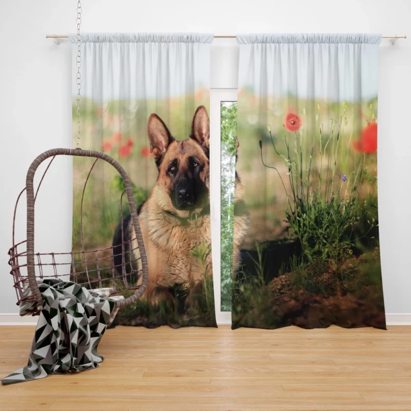 German Shepherd Amidst Poppies Summer Serenity Curtain