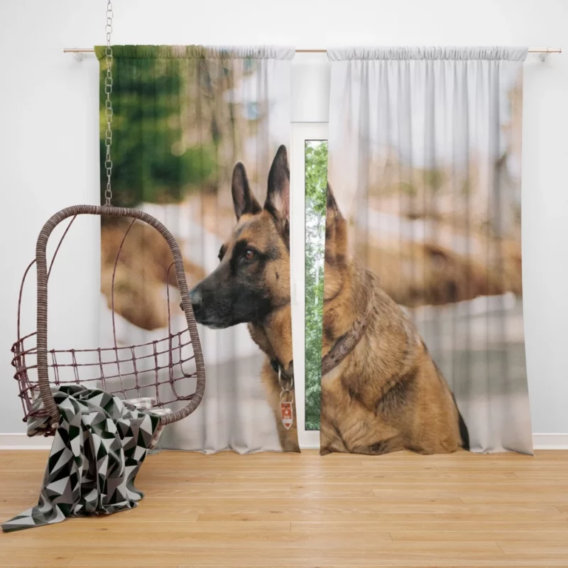 German Shepherd Autumn Stroll Curtain