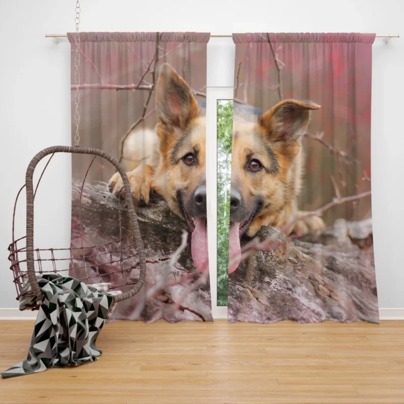 German Shepherd Beauty Curtain