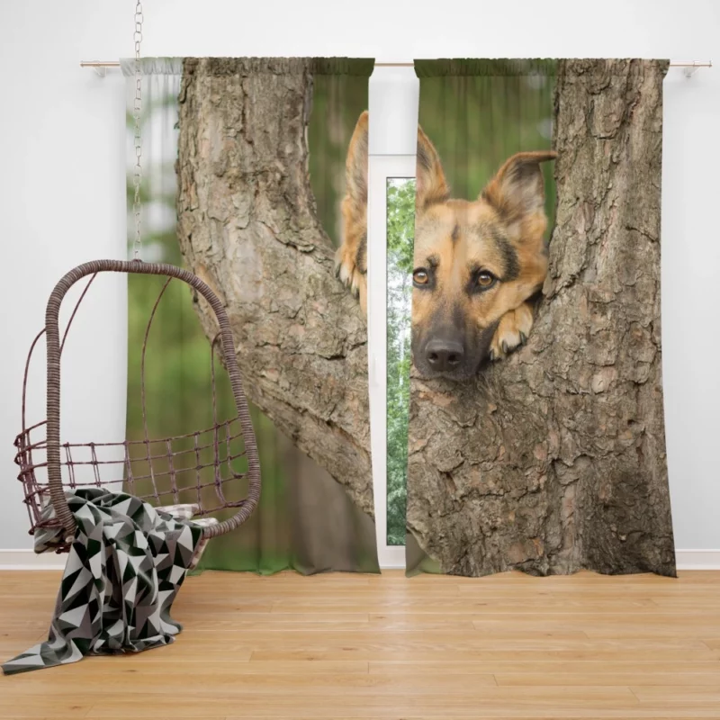 German Shepherd Bokeh Gaze Furry Beauty Curtain