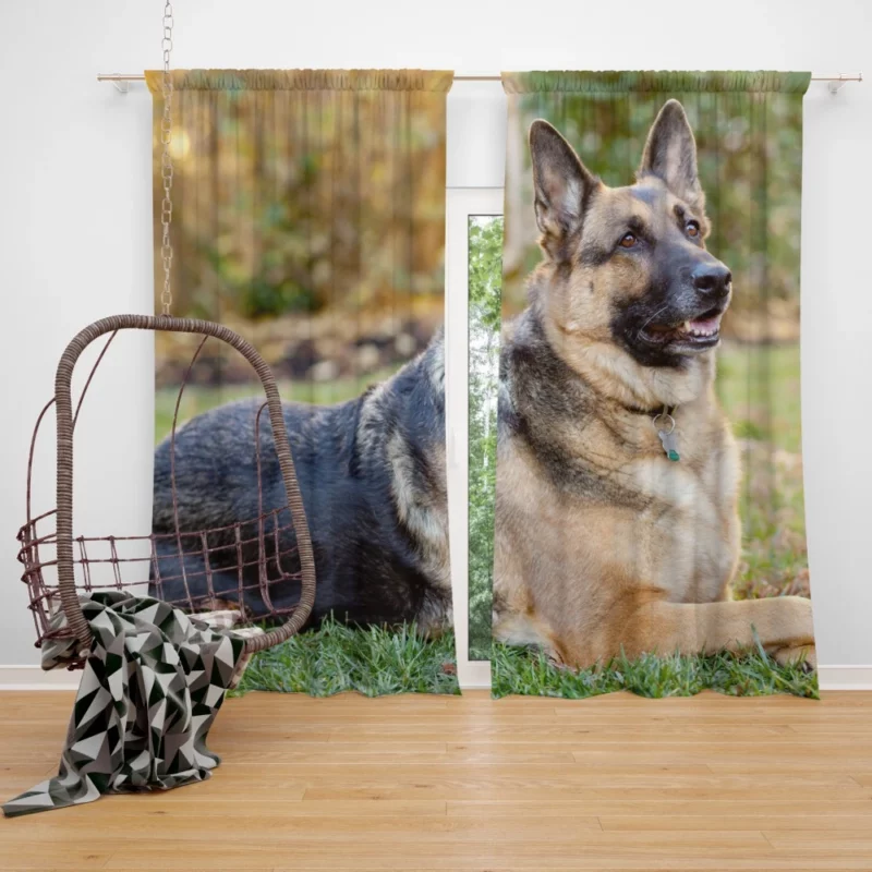 German Shepherd Canine Excellence Curtain