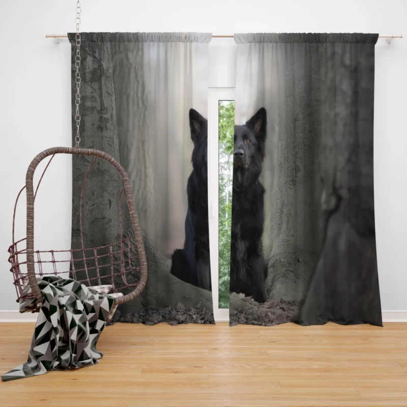 German Shepherd Captivating Gaze Curtain