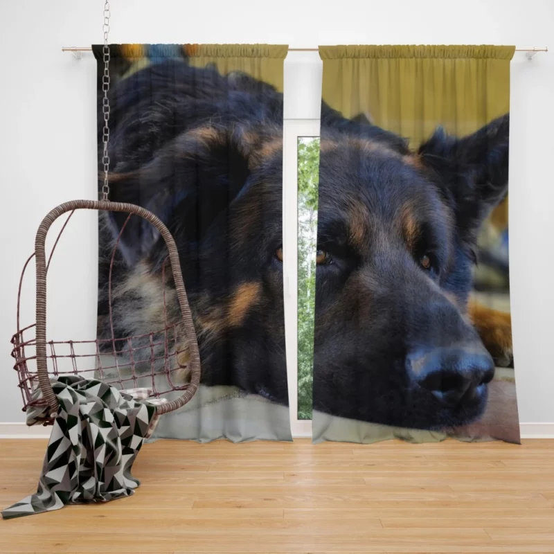 German Shepherd Close-Up Rest Intimate Beauty Curtain