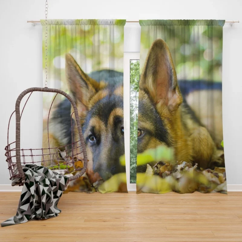 German Shepherd Cute Rest Autumnal Beauty Curtain