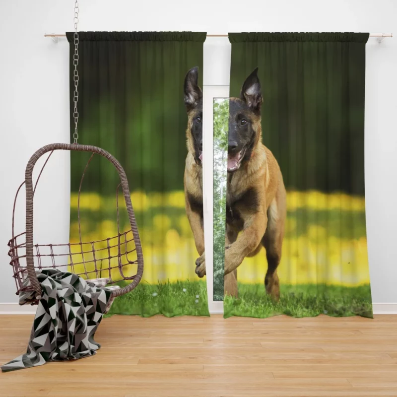 German Shepherd Depth of Field Essence Curtain