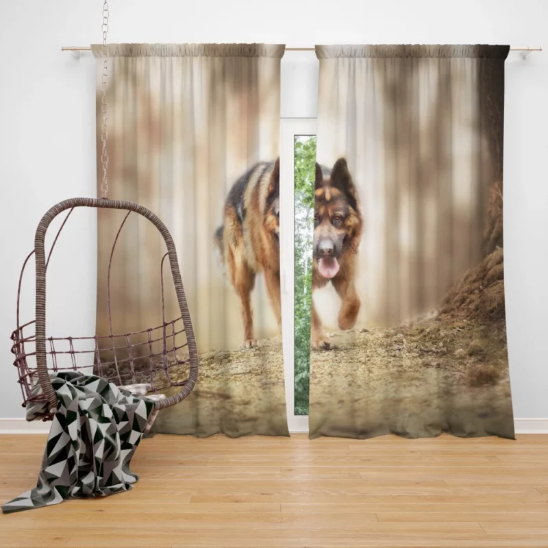 German Shepherd Depth of Field Gaze Curtain