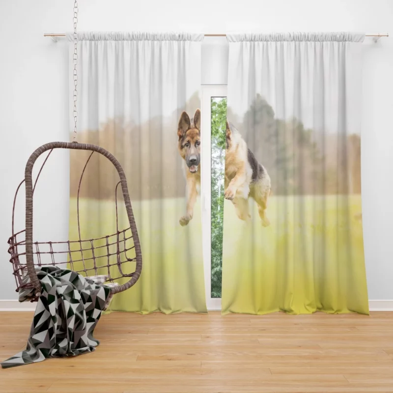 German Shepherd Depth of Field Majesty Curtain