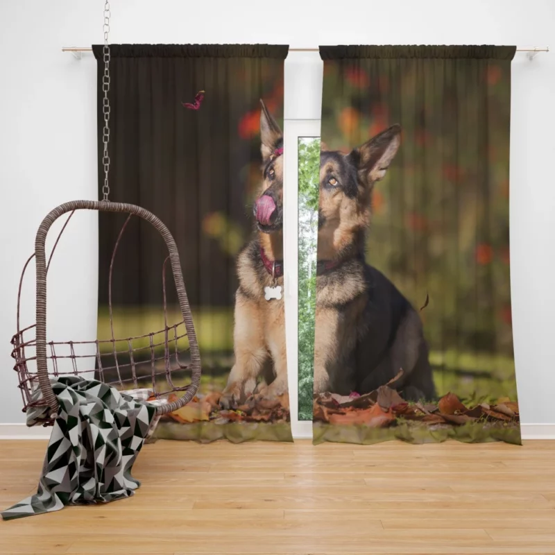 German Shepherd Excellence Curtain