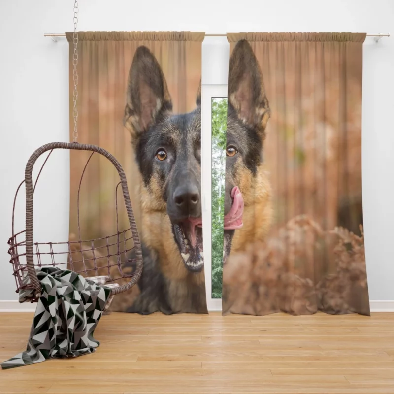 German Shepherd Fall Charm Furry Elegance Curtain