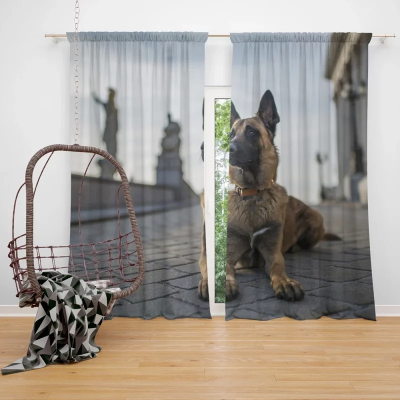 German Shepherd Field Focus Canine Majesty Curtain