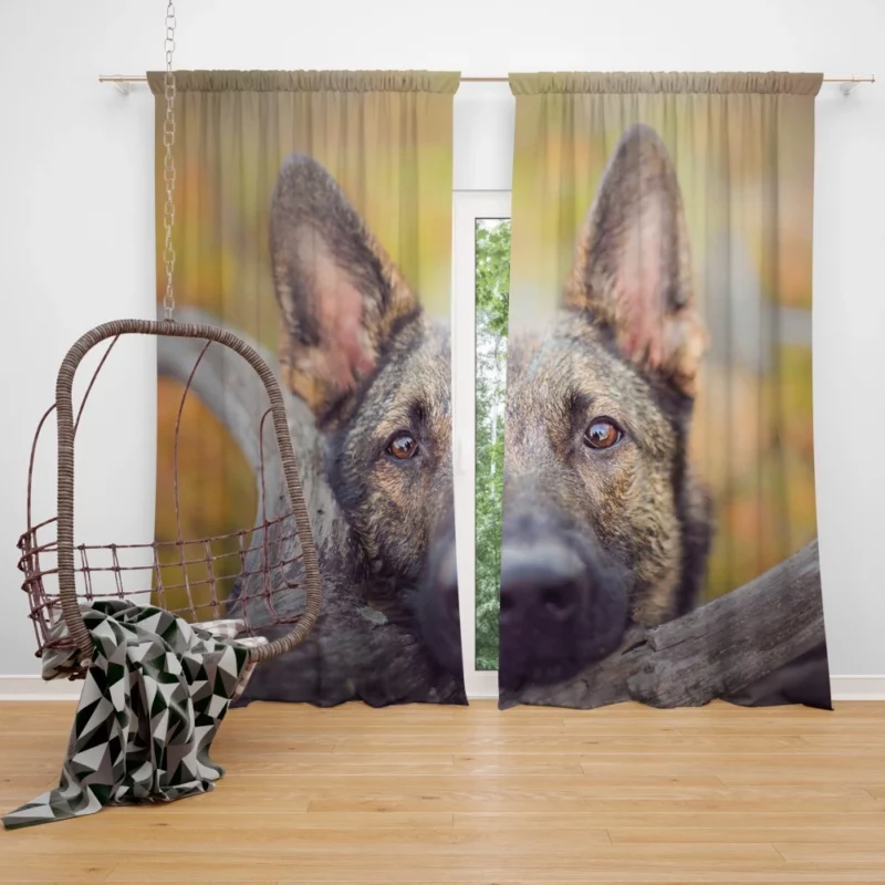 German Shepherd Fierce Stare Curtain