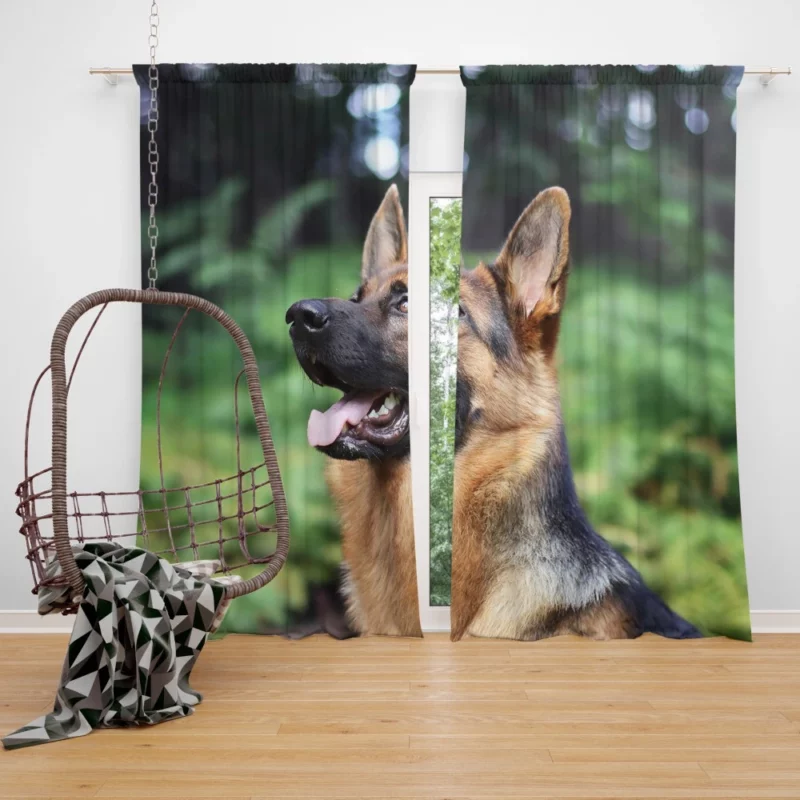 German Shepherd Furry Grace Active Energy Curtain