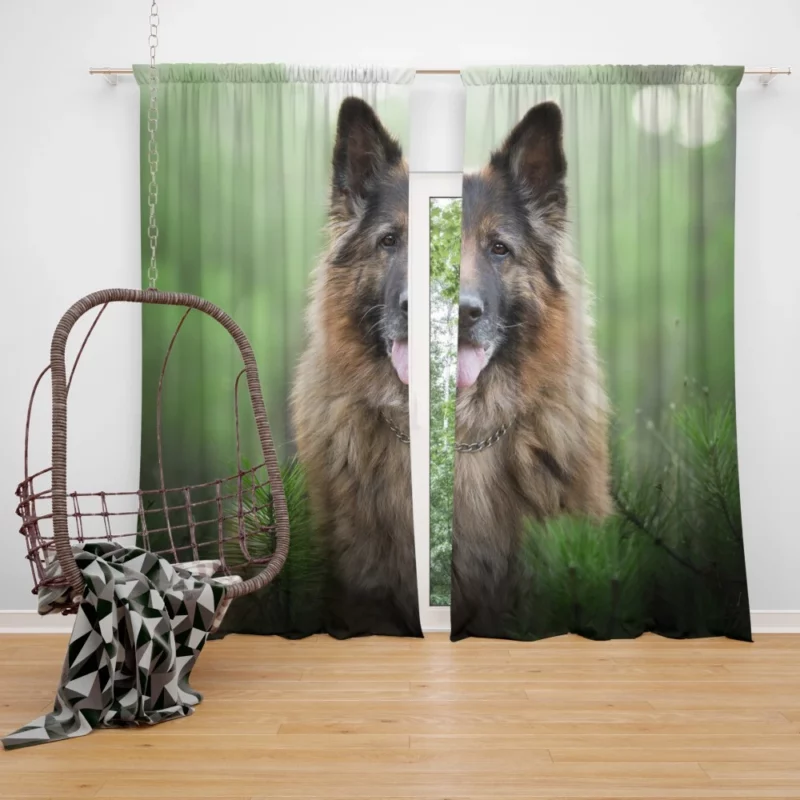 German Shepherd Intense Stare Canine Majesty Curtain