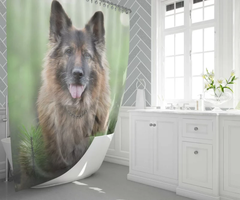 German Shepherd Intense Stare Canine Majesty Shower Curtain 1