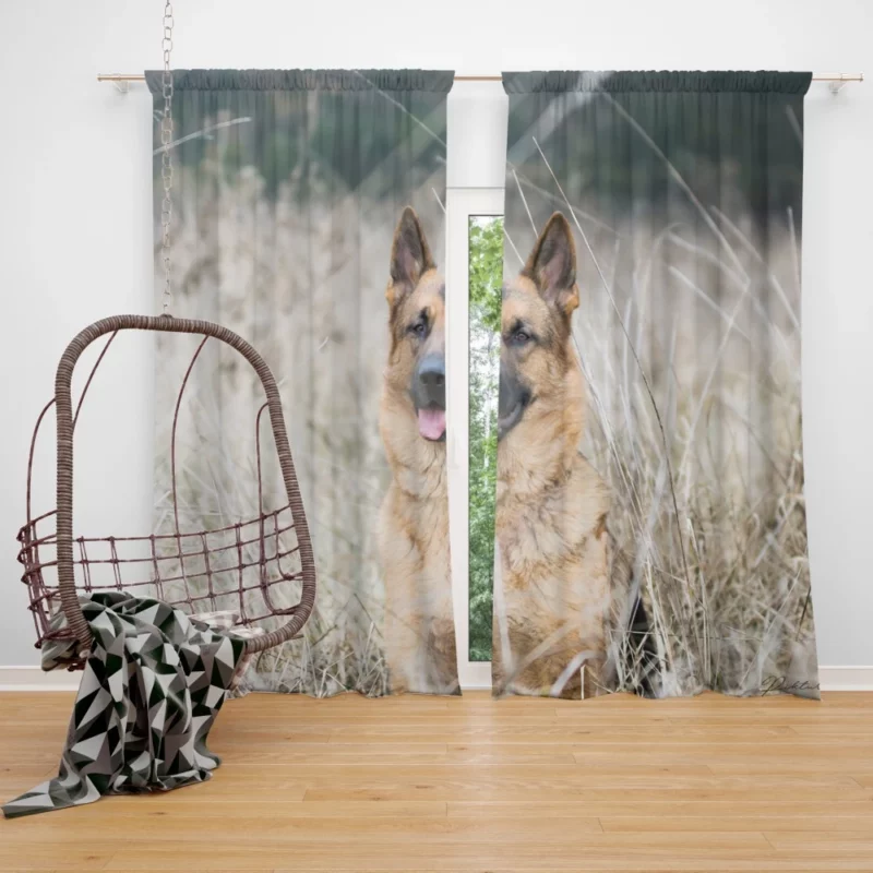 German Shepherd Majestic Curtain