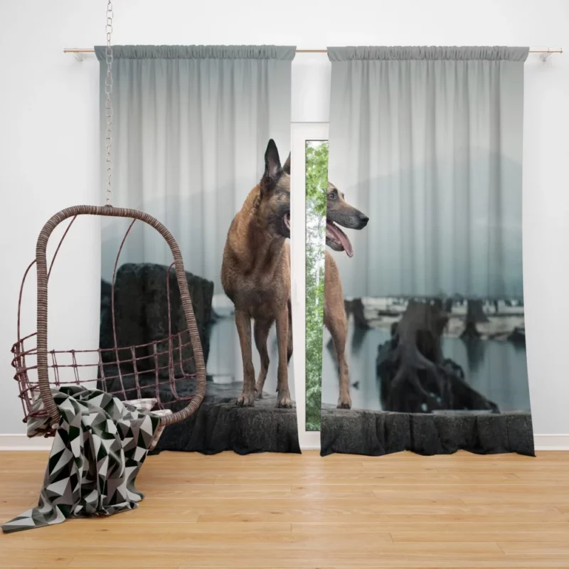 German Shepherd Majestic Stance Curtain