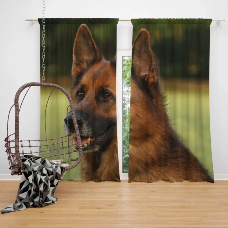 German Shepherd Muzzle in Thought Canine Contemplation Curtain