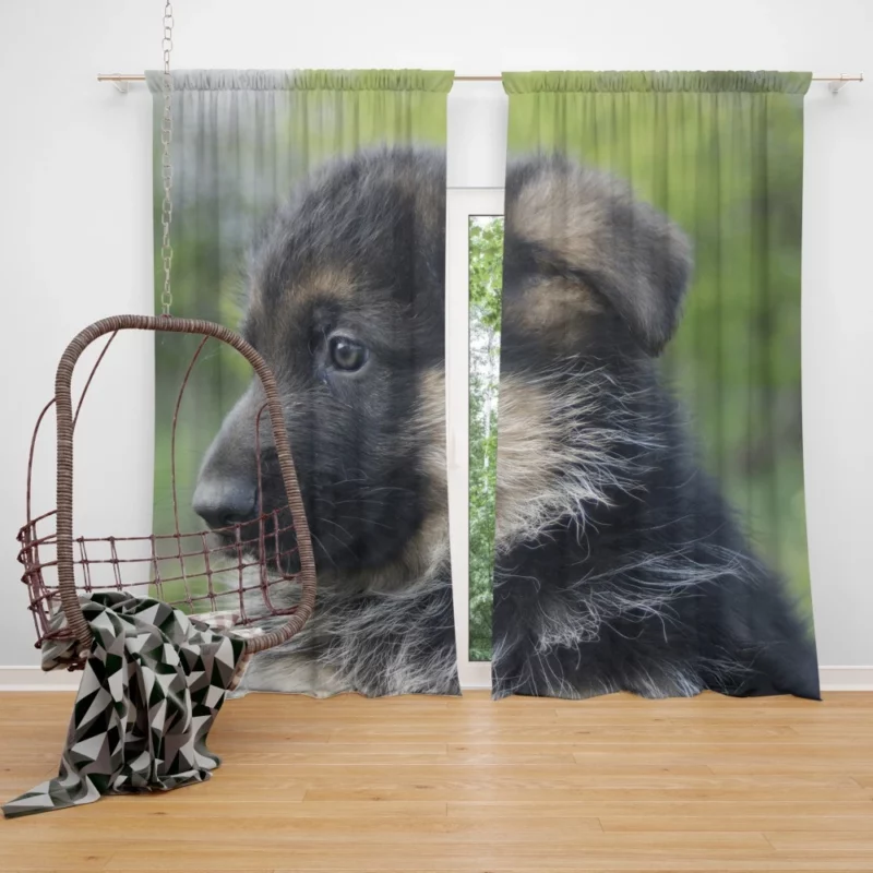 German Shepherd Pup Playful Antics Curtain