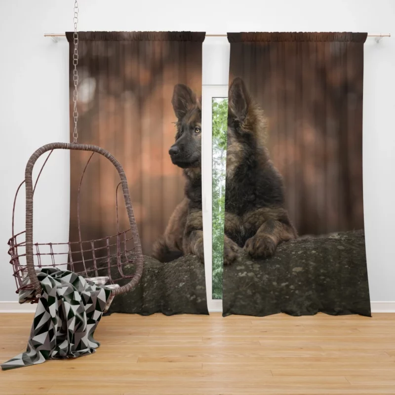 German Shepherd Puppy Captivating Charm Curtain