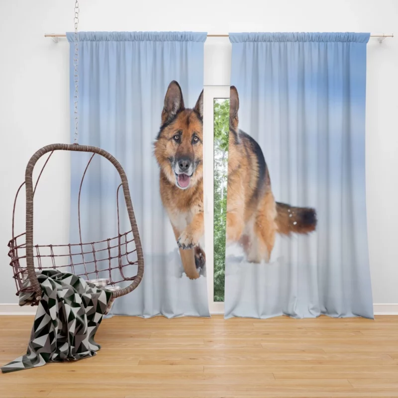 German Shepherd Snowy Stare Curtain