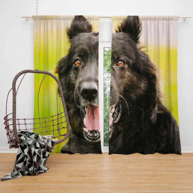 German Shepherd Thoughtful Gaze Canine Contemplation Curtain