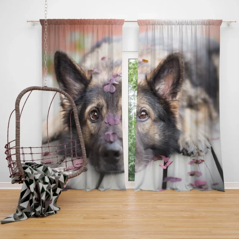 German Shepherd Thoughtful Stare Curtain