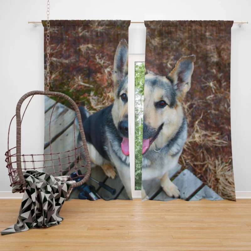 German Shepherd Vigil Canine Devotion Curtain