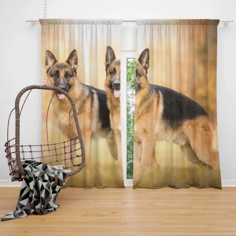 German Shepherd Vigil Curtain