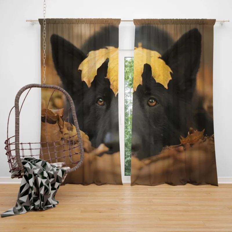 German Shepherd in Autumn Glow Curtain