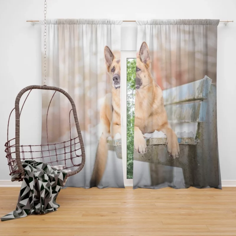 German Shepherd in Depth of Field Curtain