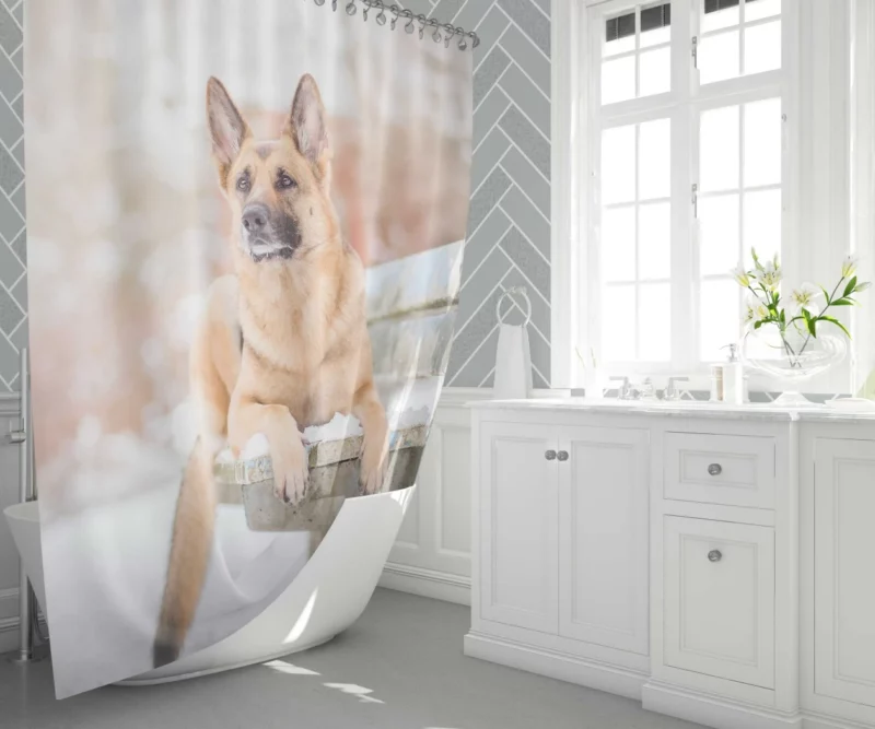 German Shepherd in Depth of Field Shower Curtain 1