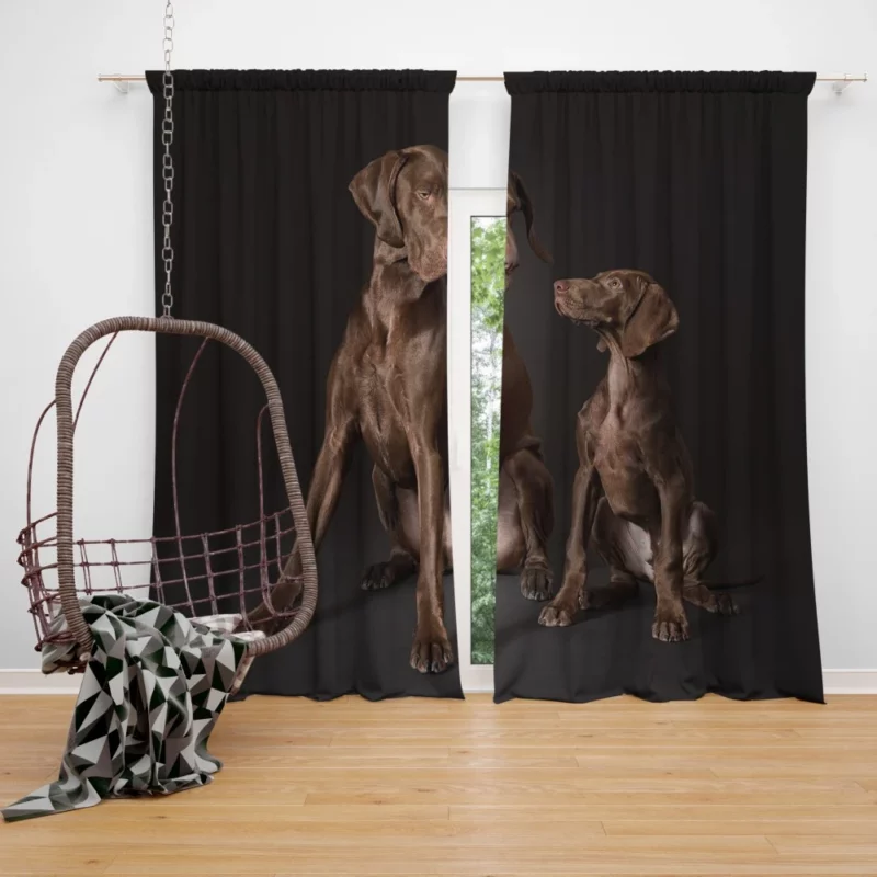 German Shorthaired Pointer Puppy Playful Charm Curtain