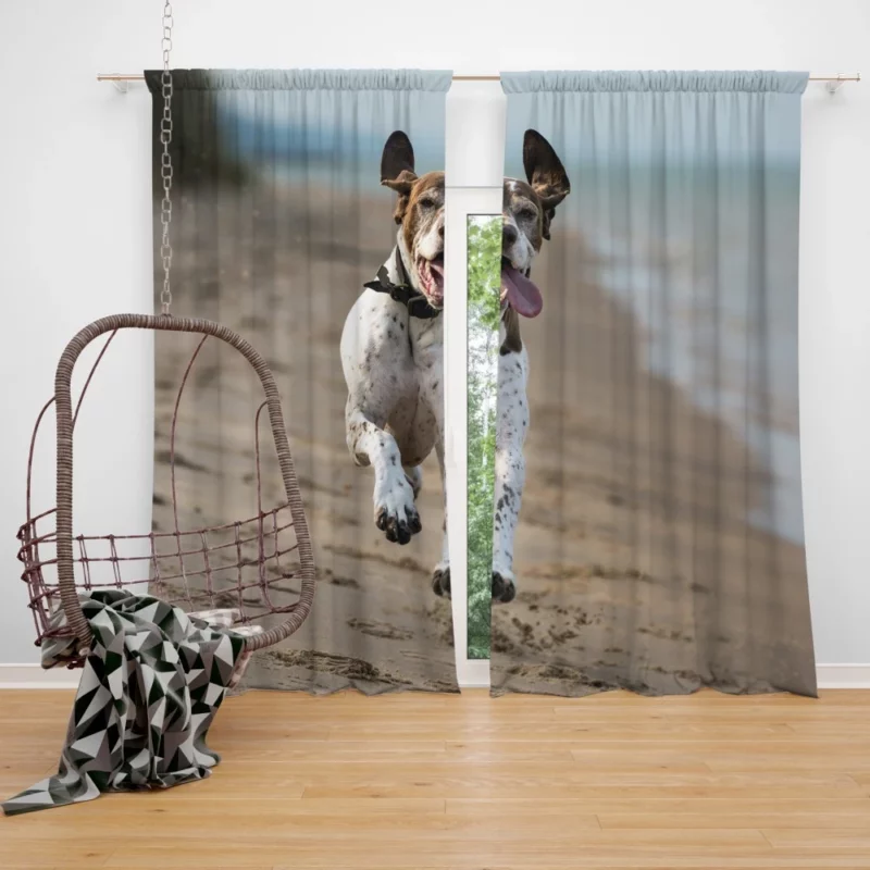 German Shorthaired Pointer on Sand Coastal Charm Curtain