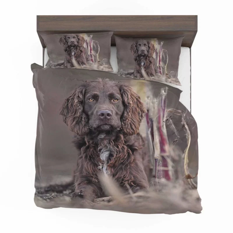 German Spaniel Curious Gaze Bedding Set 1