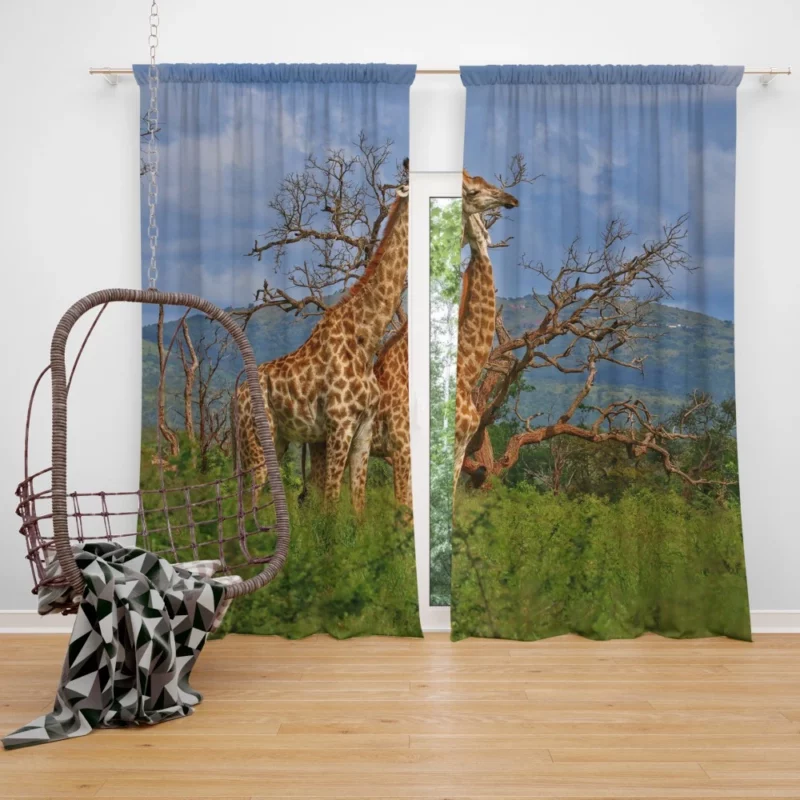 Giraffe Graceful Presence Wildlife Majesty Curtain