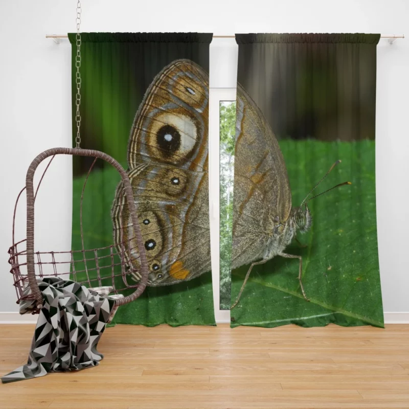 Glad-eye Bushbrown in Malabar Beauty Curtain