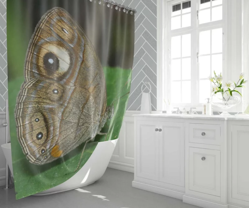 Glad-eye Bushbrown in Malabar Beauty Shower Curtain 1