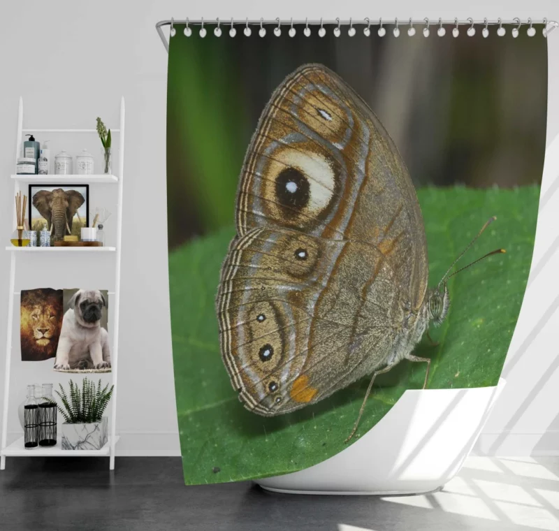 Glad-eye Bushbrown in Malabar Beauty Shower Curtain