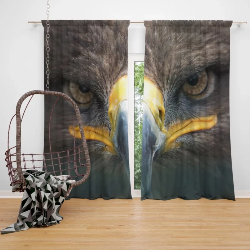 Golden Eagle Close-Up Majesty Raptor Stare Curtain