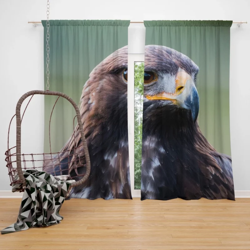 Golden Eagle Wilderness Soar Majestic Bird Curtain