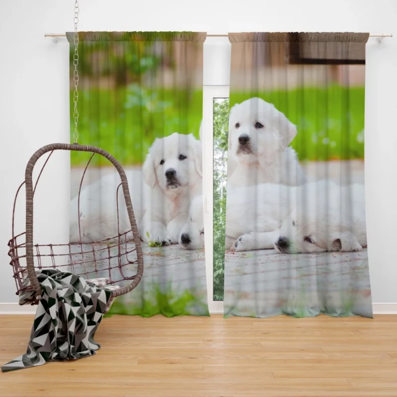 Golden Pug Puppy Cuteness Overload Curtain