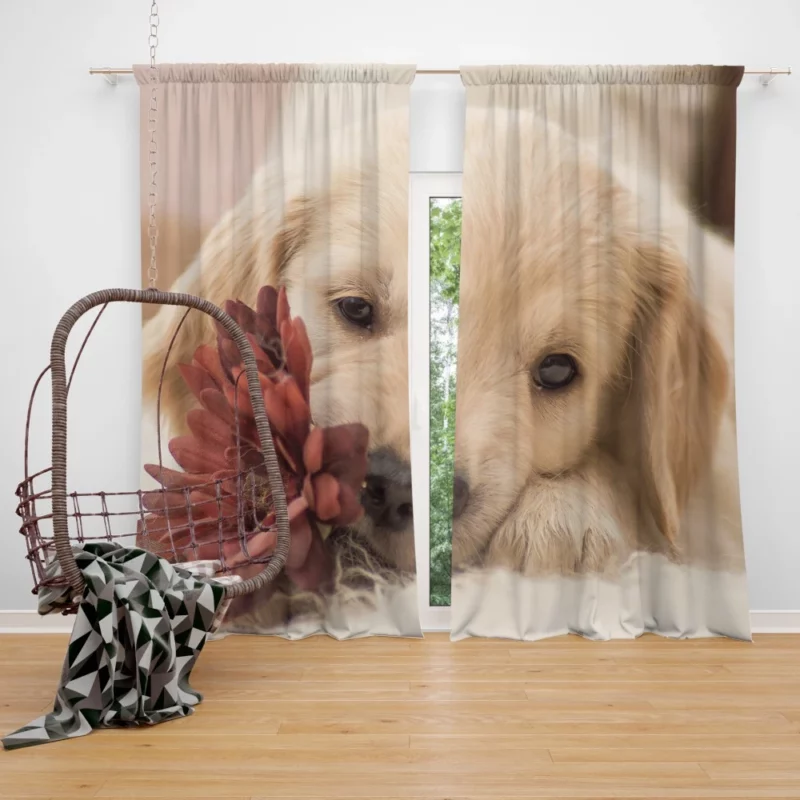 Golden Retriever Amidst Flowers Natural Beauty Curtain