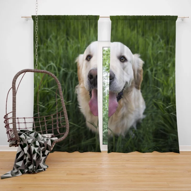 Golden Retriever Amidst Grass Canine Grace Curtain