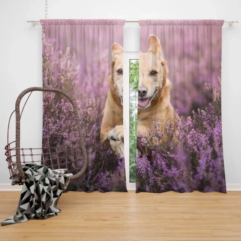 Golden Retriever Amidst Purple Bloom Curtain